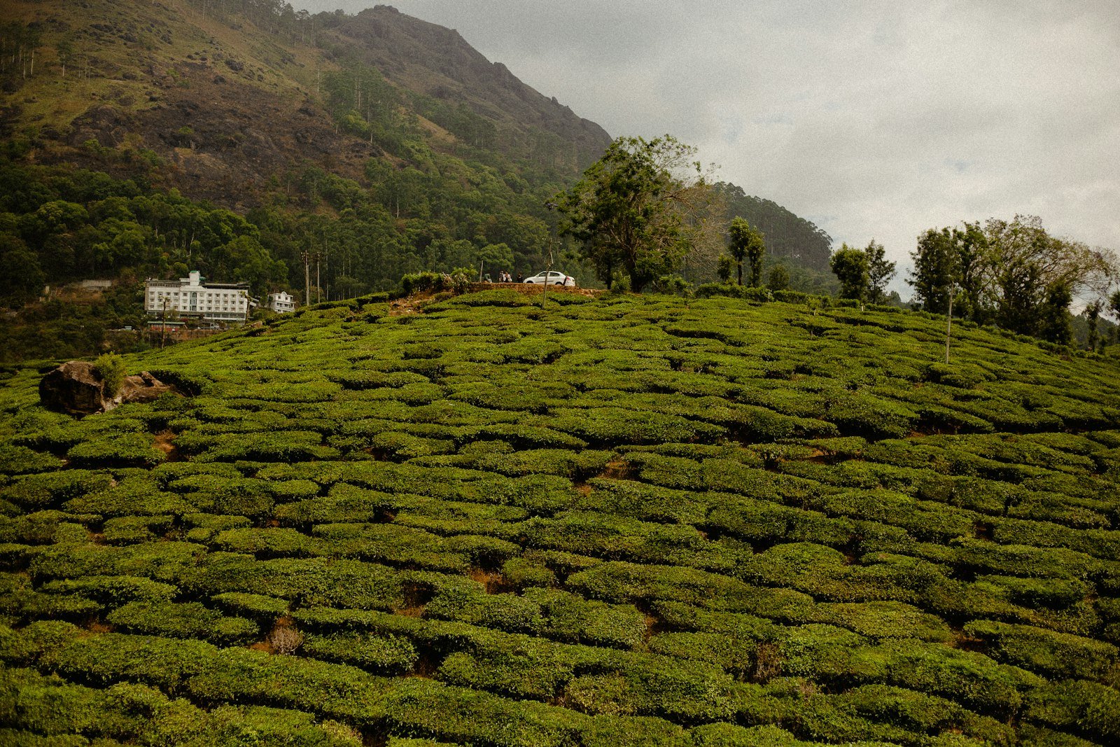Lush green tea bushes covering a Munnar hillside after the monsoon
