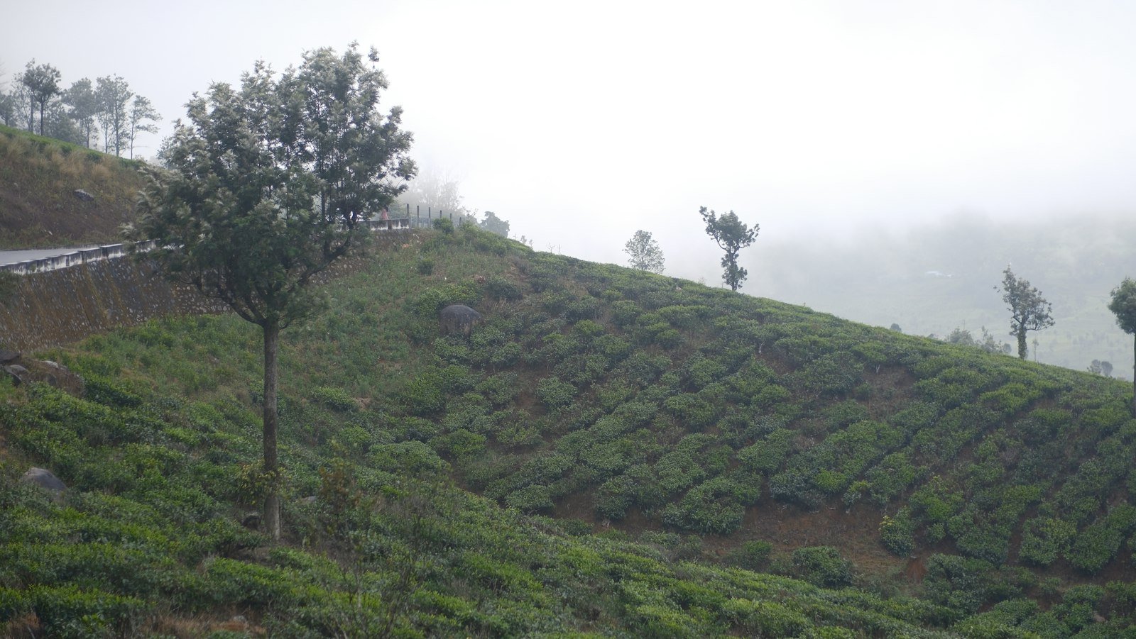 Mist rolling over tea estates on a Munnar hillside during the monsoon