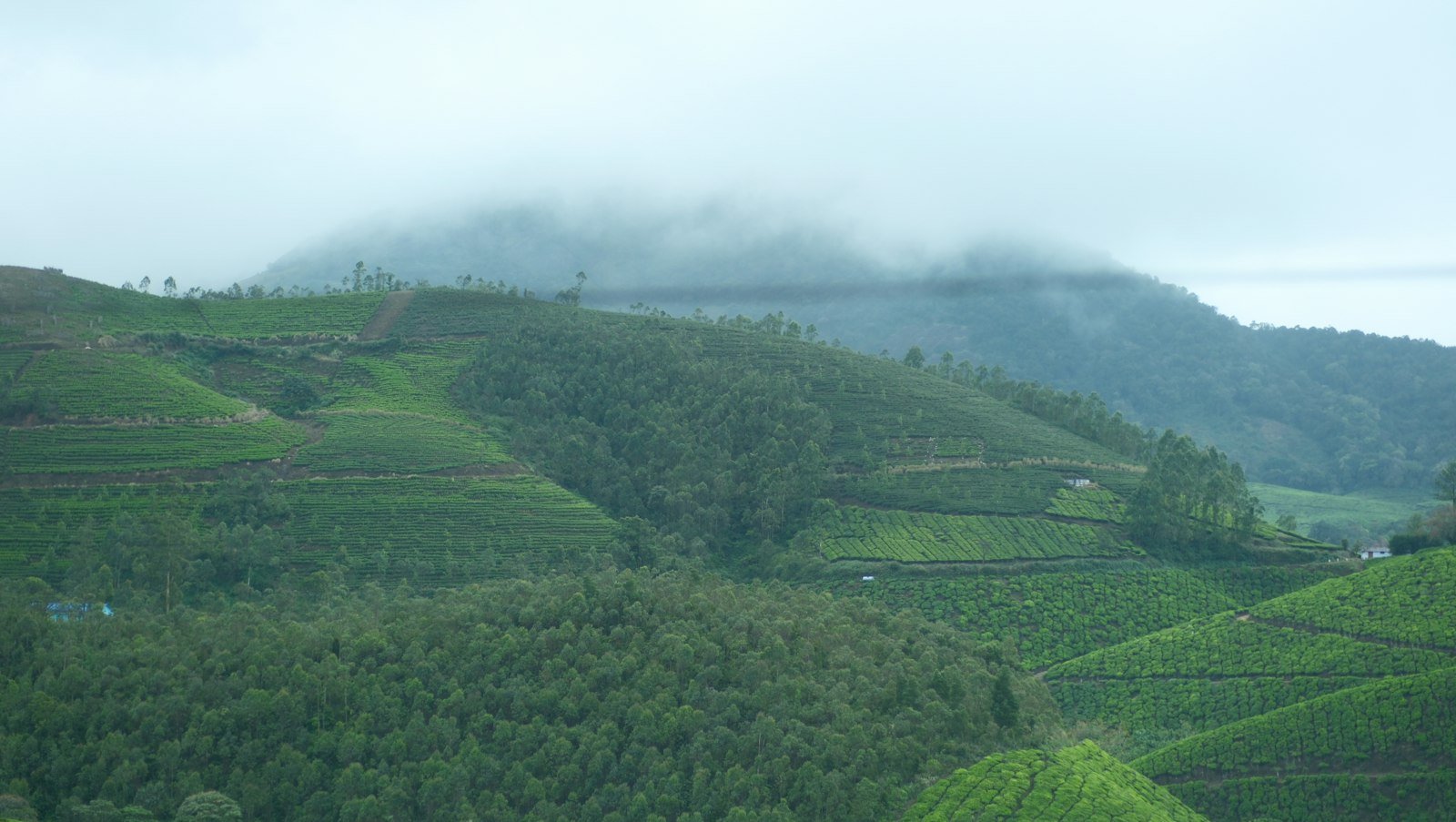 Misty green hills covered in terraced tea plantations in Munnar, Kerala