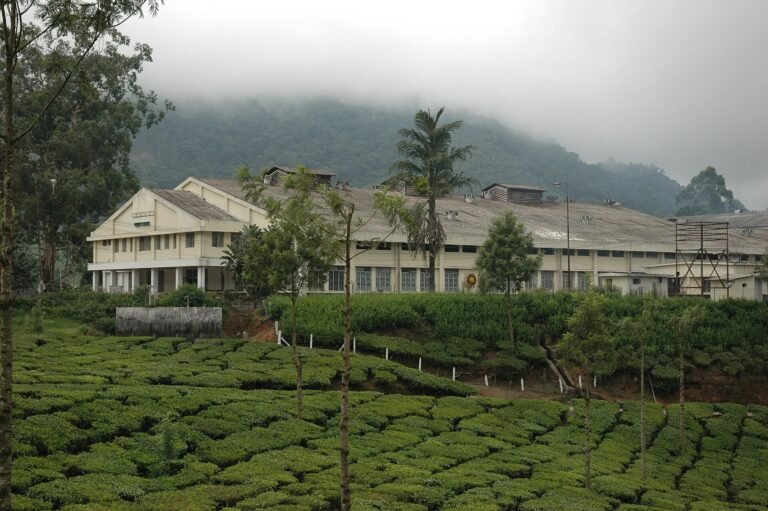 A tea factory among the plantations near Munnar
