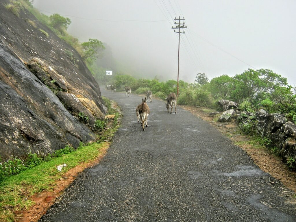 A misty hill road above Munnar