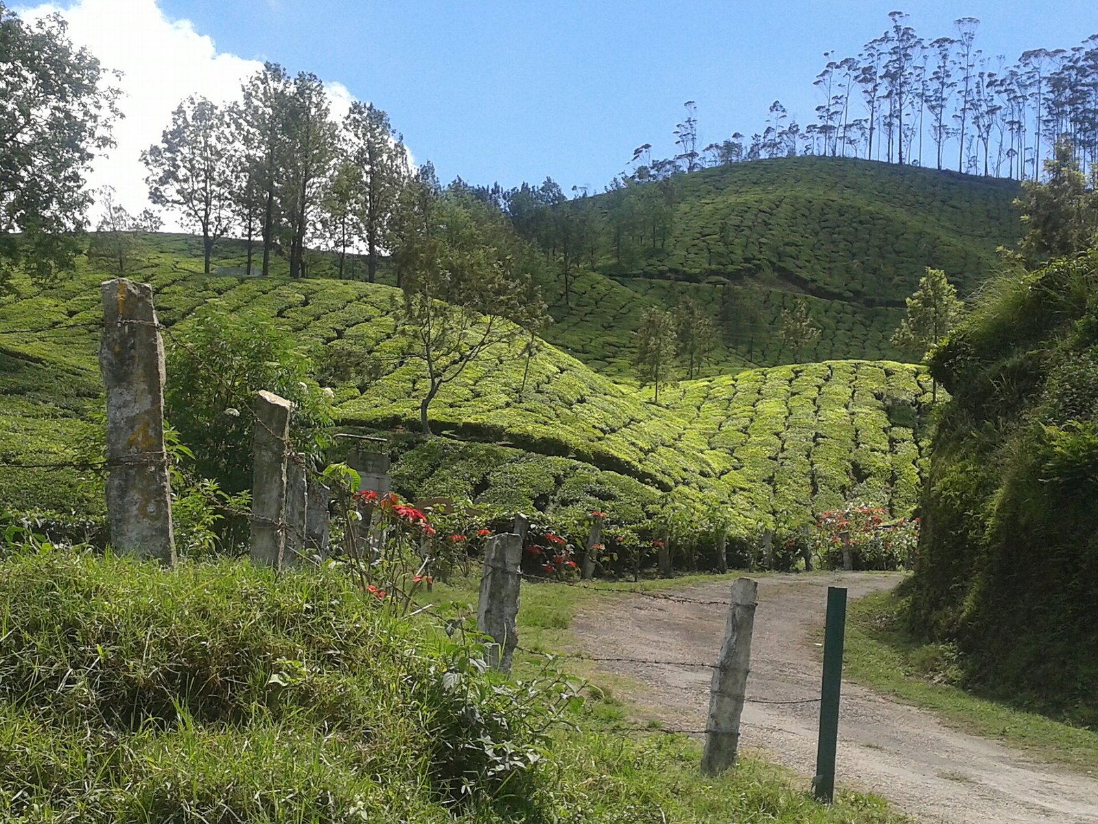 Green tea hills of Munnar after the monsoon