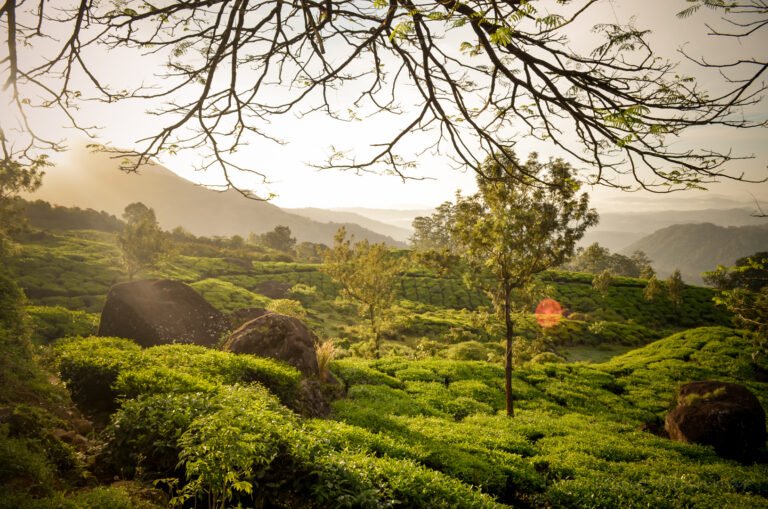 Soft morning light over a tea estate in Munnar