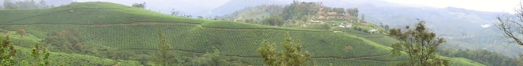 Rolling tea gardens on the hills around Munnar