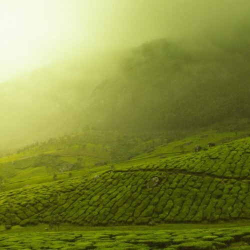 Tea gardens of Munnar, Kerala