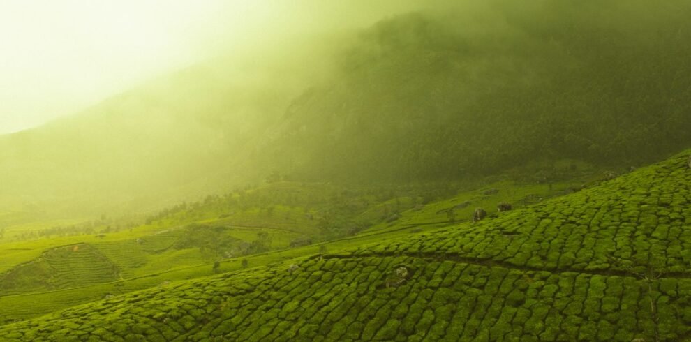 Tea gardens of Munnar, Kerala