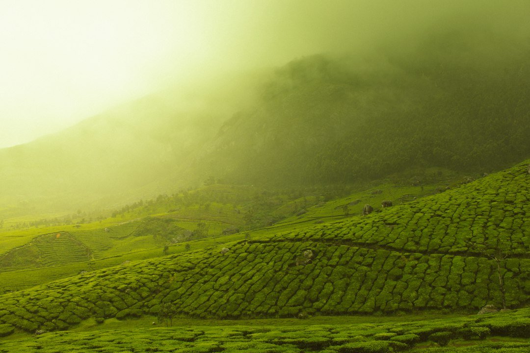 Tea gardens of Munnar, Kerala