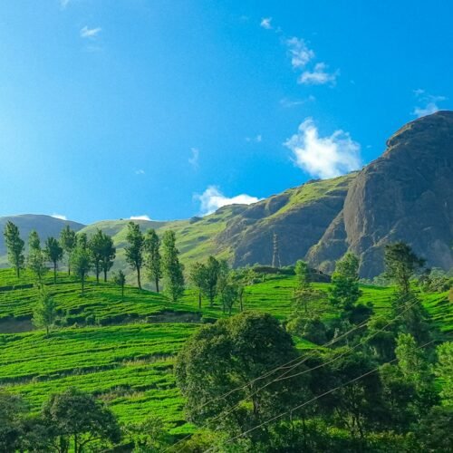 Green tea hills in Munnar on a clear day