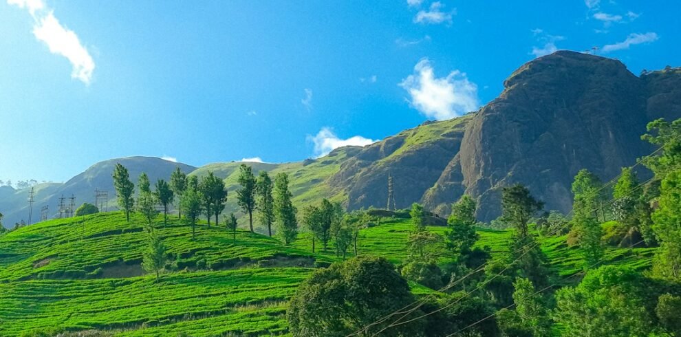 Green tea hills in Munnar on a clear day