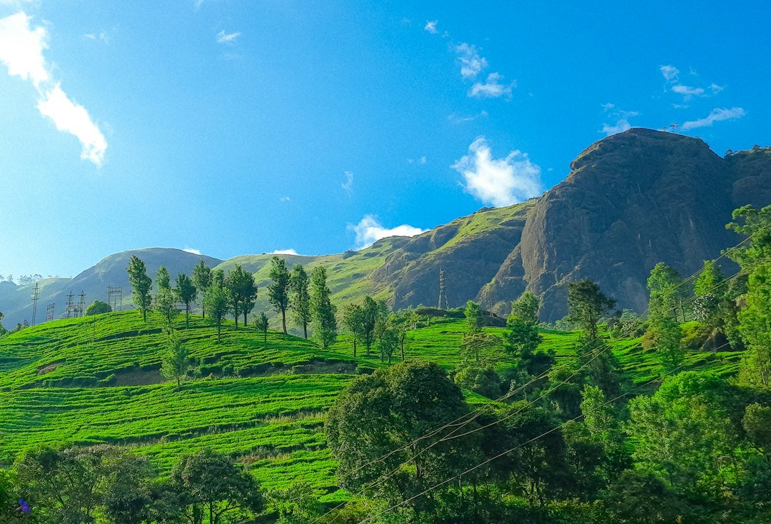 Green tea hills in Munnar on a clear day