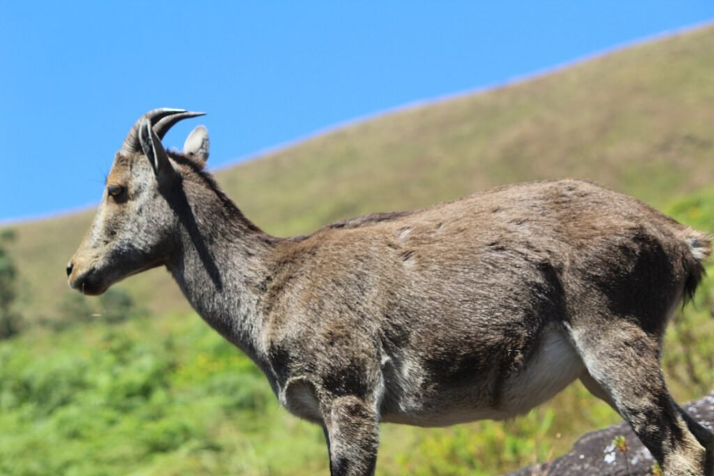 Nilgiri Tahr on the grassland slopes of Eravikulam National Park, Munnar
