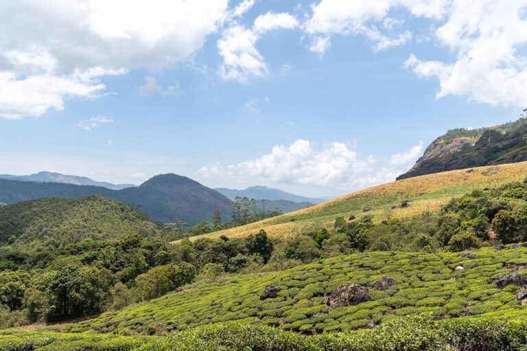 Rolling Rajamala grasslands and hills at Eravikulam National Park, Munnar