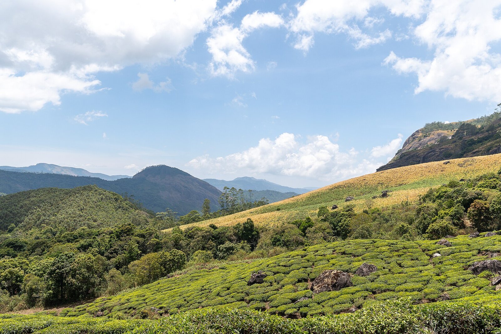 Rolling Rajamala grasslands and hills at Eravikulam National Park, Munnar
