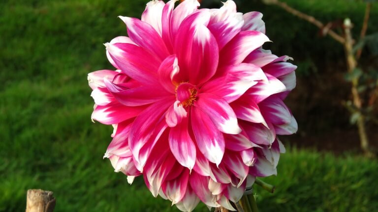 A flower at the Rose Garden in Munnar