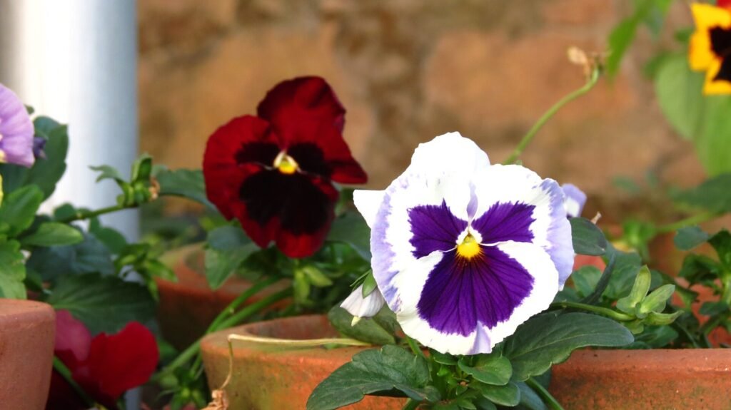Pansies at the Rose Garden in Munnar