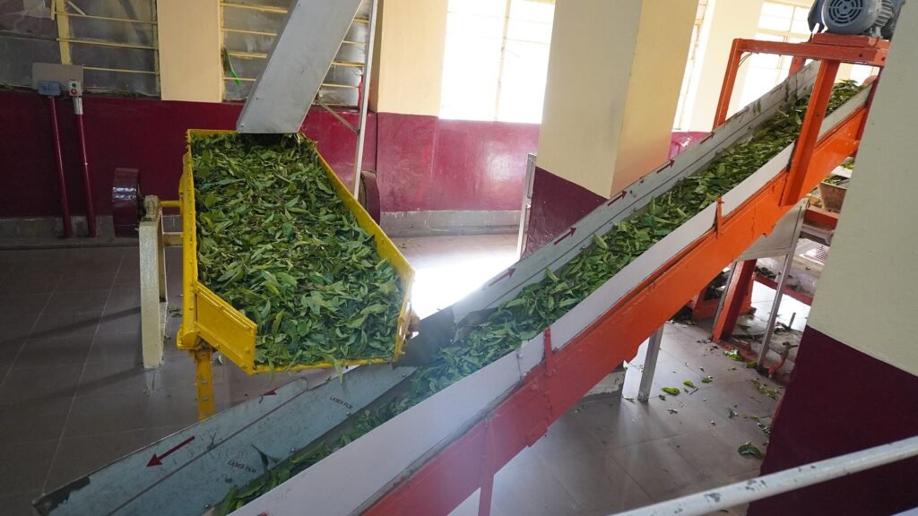 Tea leaves on the processing line at the Tea Museum, Munnar