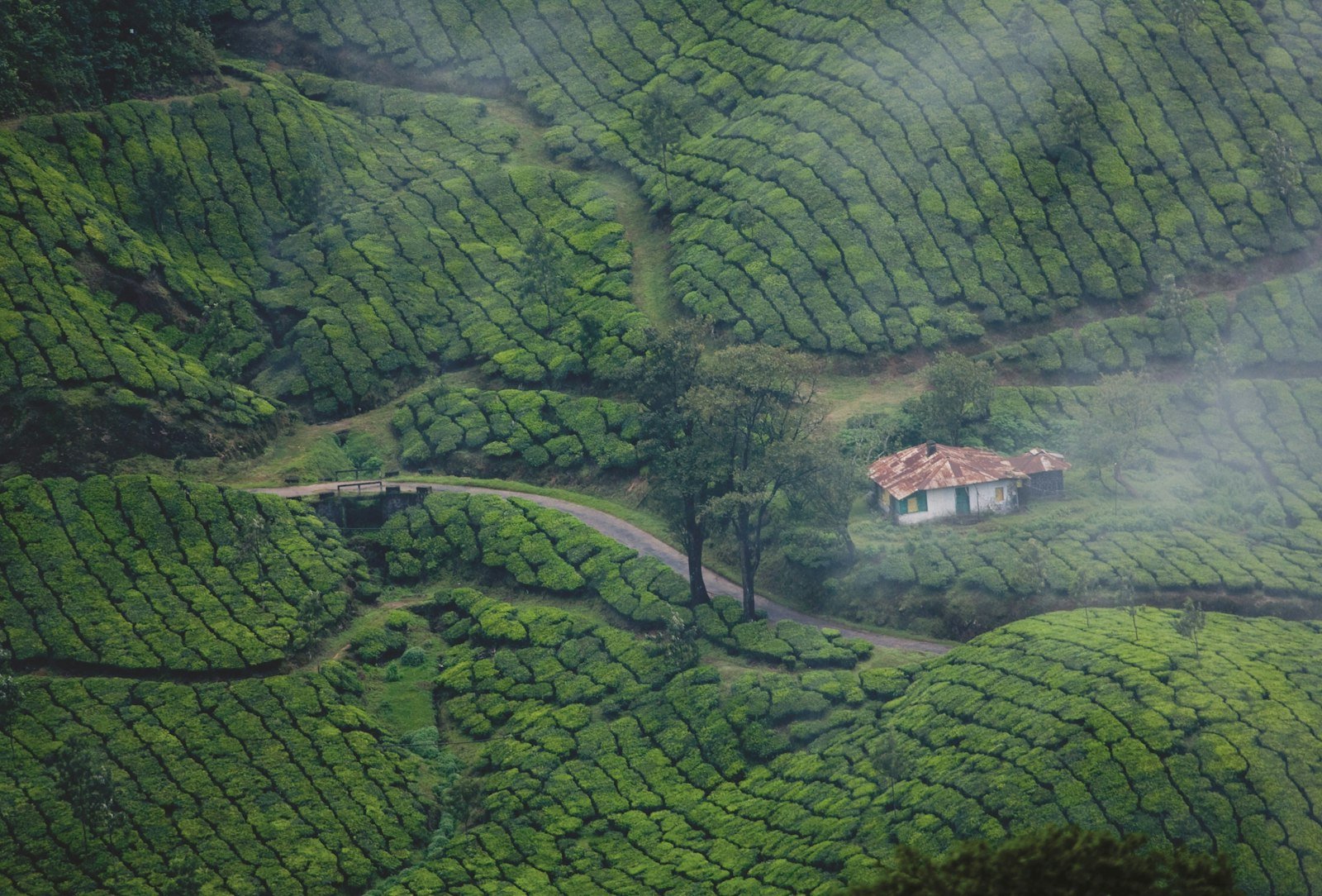 A small white cottage on a green hillside in the Munnar countryside