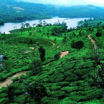 Rolling tea-covered hills of Munnar, Kerala, under a bright sky