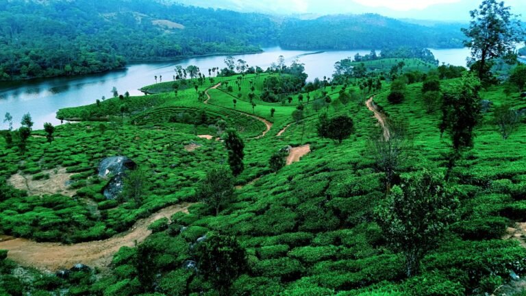 Rolling tea-covered hills of Munnar, Kerala, under a bright sky