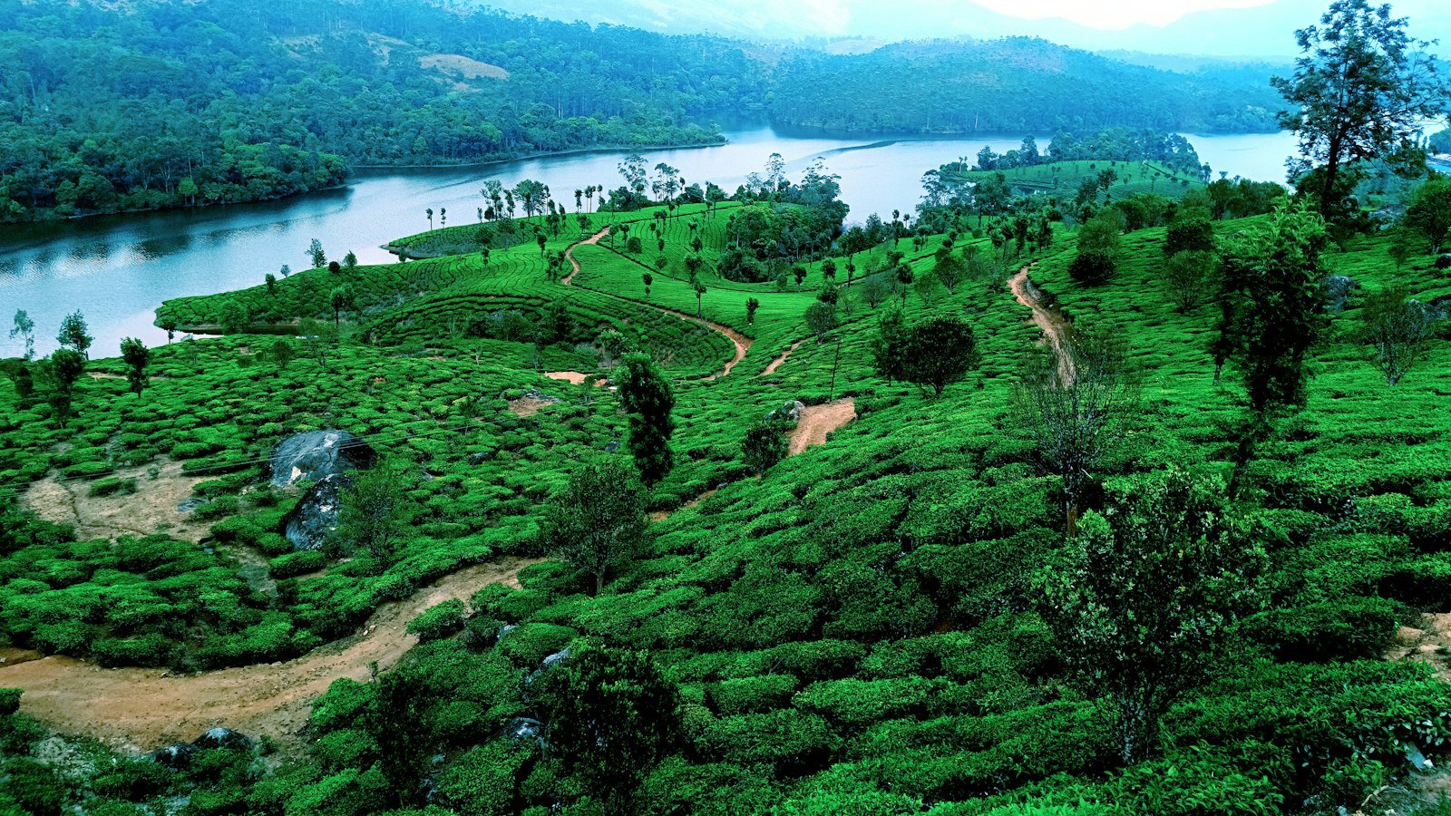 Rolling tea-covered hills of Munnar, Kerala, under a bright sky