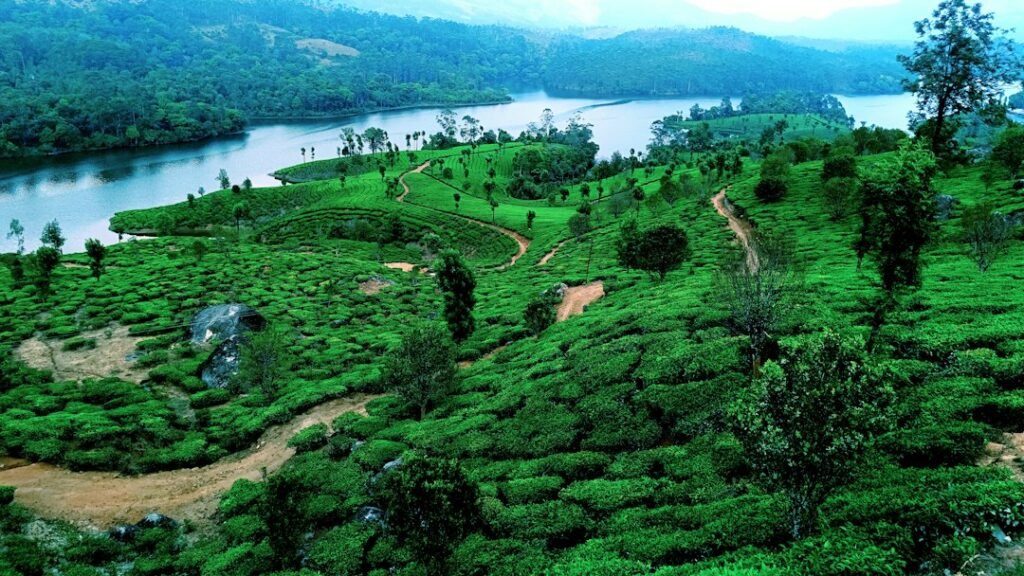 Rolling tea-covered hills in Munnar, Kerala, the starting point of the drive to Thekkady