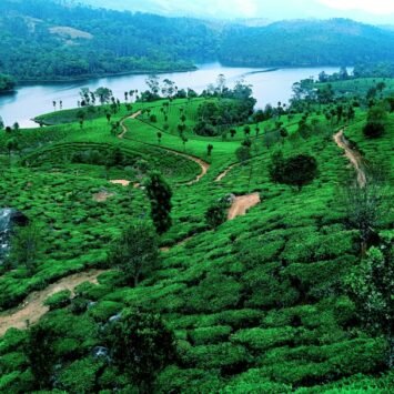 Rolling tea-covered hills in Munnar, Kerala, the starting point of the drive to Thekkady
