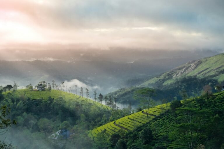 Sunrise over green tea-covered hills around Munnar, Kerala
