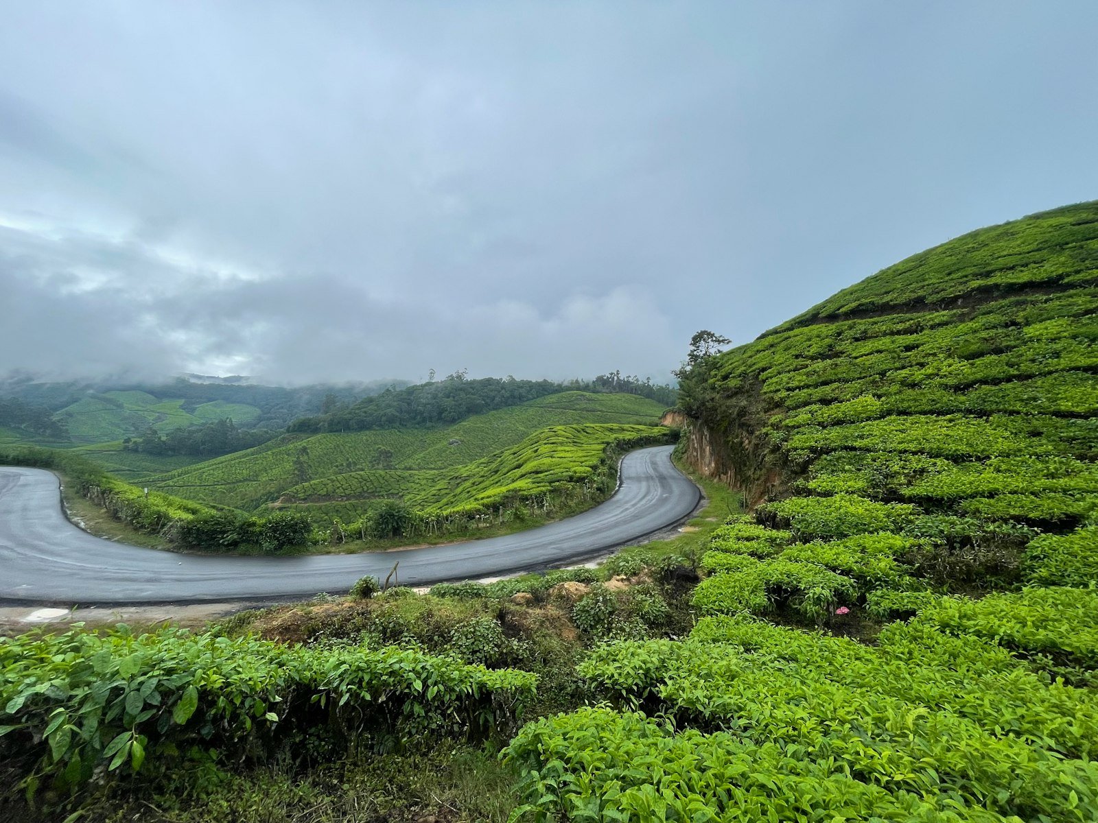 A curving hill road winding through lush green tea country in the Western Ghats