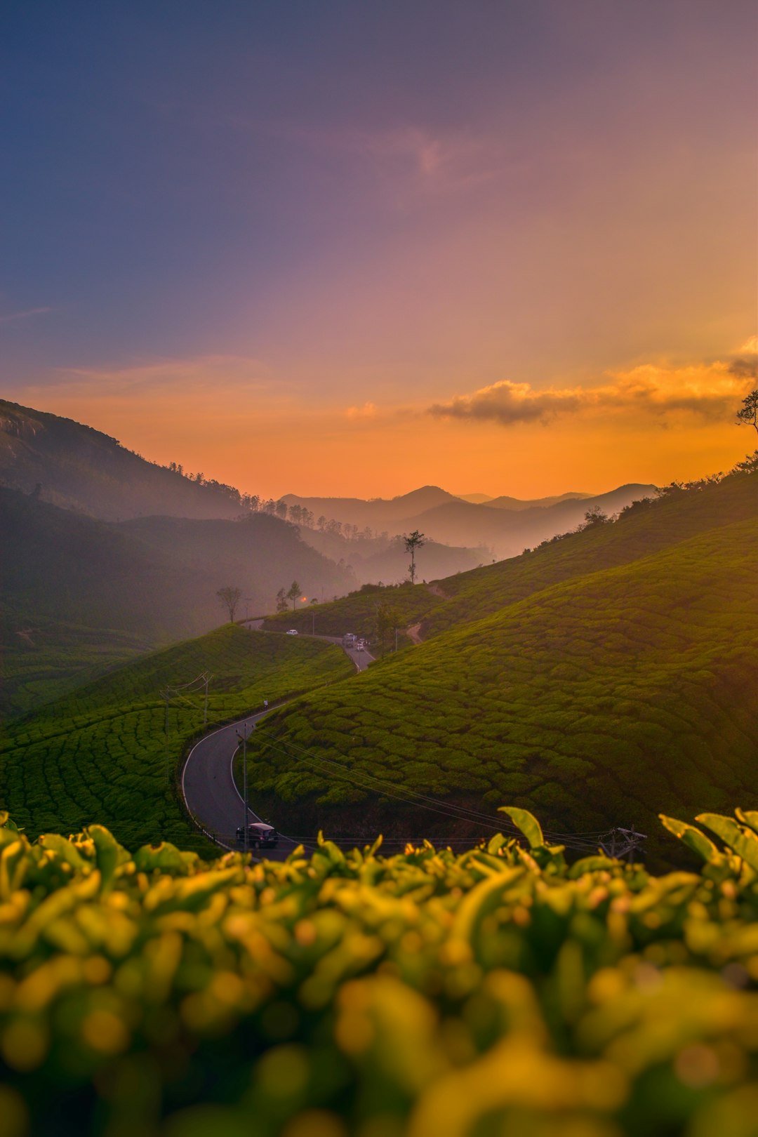 A winding hill road through green tea plantations under a warm evening sky in the Kerala high ranges
