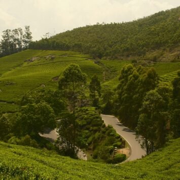 A winding road through green tea plantations on a hillside in Munnar, Kerala