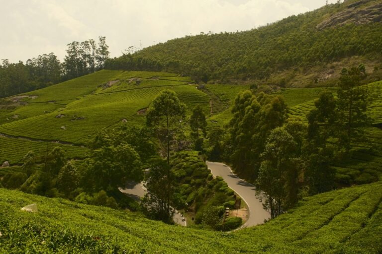 A winding road through green tea plantations on a hillside in Munnar, Kerala