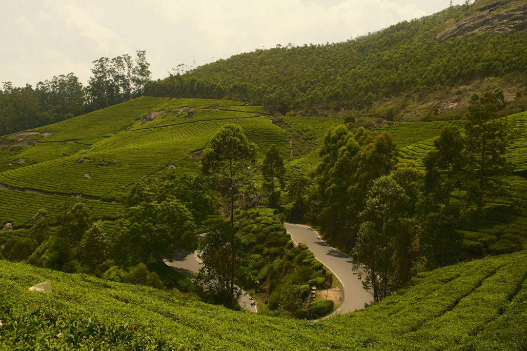 A winding road through green tea plantations on a hillside in Munnar, Kerala